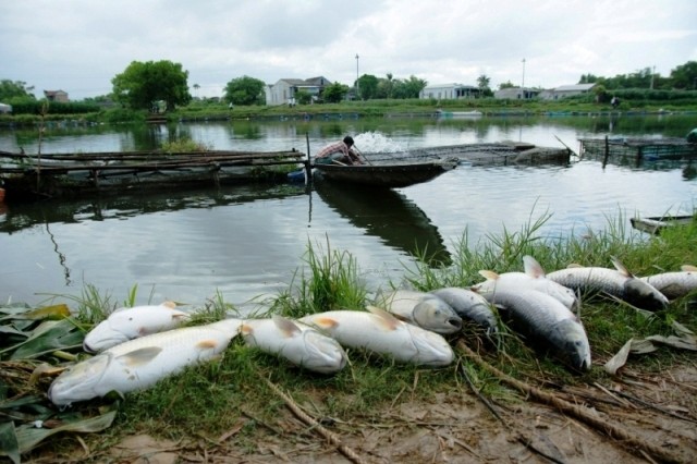 Cá nuôi lồng dọc sông Bồ bị chết hàng loạt, xác cá phủ trắng bờ. Ảnh: Đỗ Hoàng Lâm