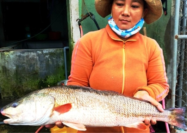 Trong hơn 30 năm làm nghề buôn hải sản, chị Thuyền chưa bắt gặp loài cá nào lạ như vậy. Ảnh: N.Khánh