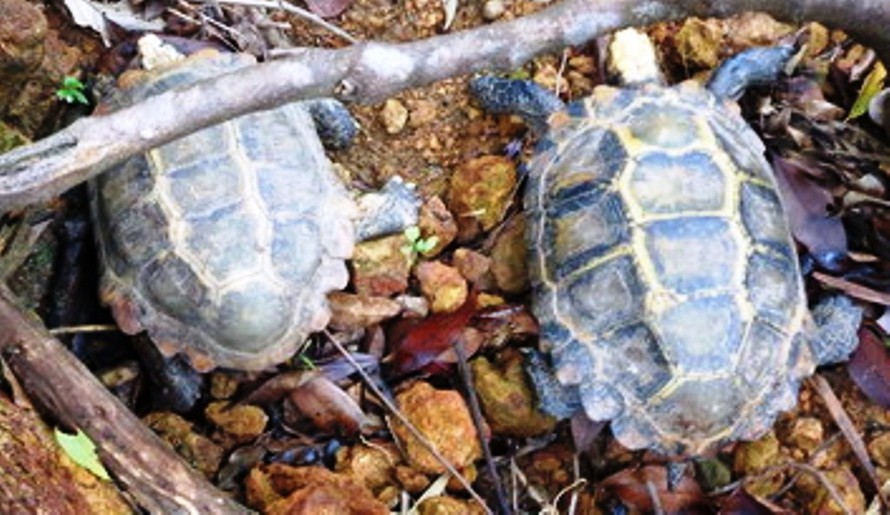 2 cá thể rùa Núi viền (Manouria impressa) xếp hạng sắp nguy cấp (VU) được thả về môi trường tự nhiên (ảnh Vườn QG Bạch Mã)