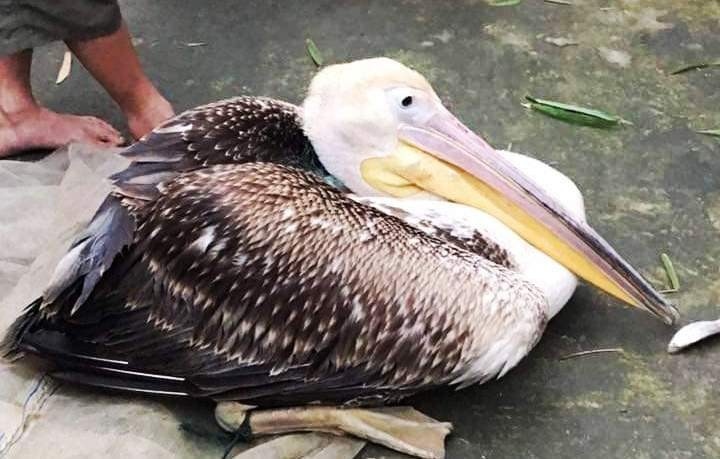 Con chim to lớn này khi xuống săn mồi ở đầm phá Cầu Hai thì bị ngư dân bắt được (nguồn ảnh FB)
