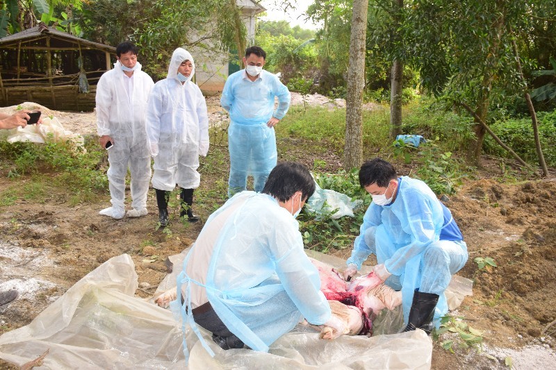 Xử lý lợn mắc dịch tả lợn Châu Phi tại xã Phong Sơn, huyện Phong Điền, TT-Huế