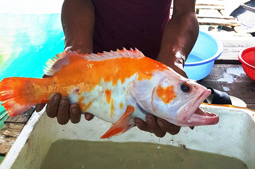 Loài cá này được ghi nhận chưa xuất hiện ở Việt Nam (ảnh M.Lê)