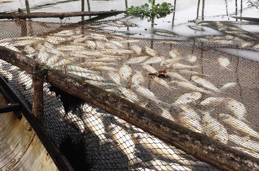 Cá nuôi chết nổi trắng lồng nuôi trên sông Đại GIang