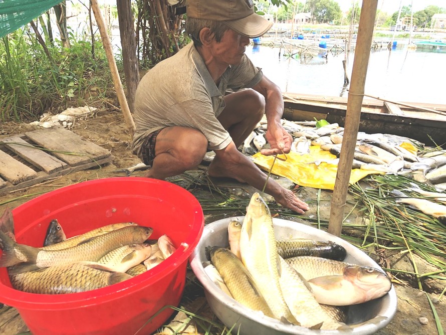 Cá nuôi chết hàng loạt trên sông Đại Giang, với số lượng thiệt hại hàng chục tấn