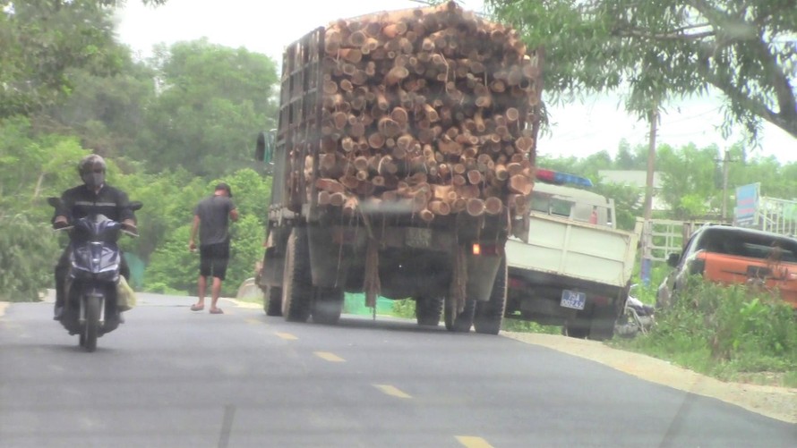 Xe chở gỗ quá tải dừng tại điểm đỗ ô tô đặc chủng của CSGT tại thôn Bình Tân, xã Bình Thành, thị xã Hương Trà (tỉnh TT-Huế)