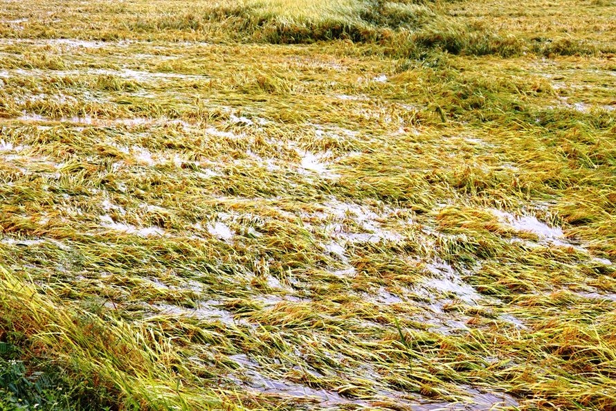 Hơn 16.000 ha lúa đông xuân chín vàng sắp thu hoạch tại TT-Huế đã bị mưa lớn nhấn chìm trong bể nước.