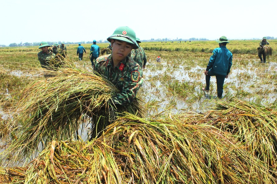 Chiến sĩ trẻ hăng hái gặt lúa giúp dân.