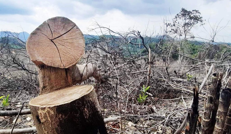 Đây là vụ phá rừng tự nhiên được cơ quan chức năng đánh giá có quy mô lớn, tính chất nghiêm trọng trên vùng thượng nguồn sông Bồ (TT-Huế) trong nhiều năm trở lại đây.