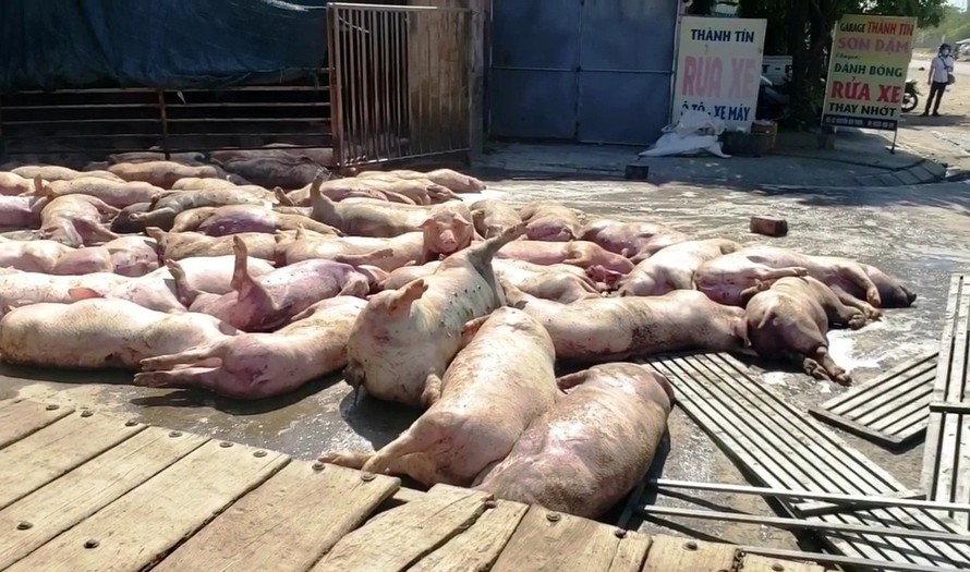 Hàng chục con lợn đã chết, trương phình trước cổng lò mổ Phú Hậu, TP Huế. Ảnh cắt từ clip FB Phong vien Hue.