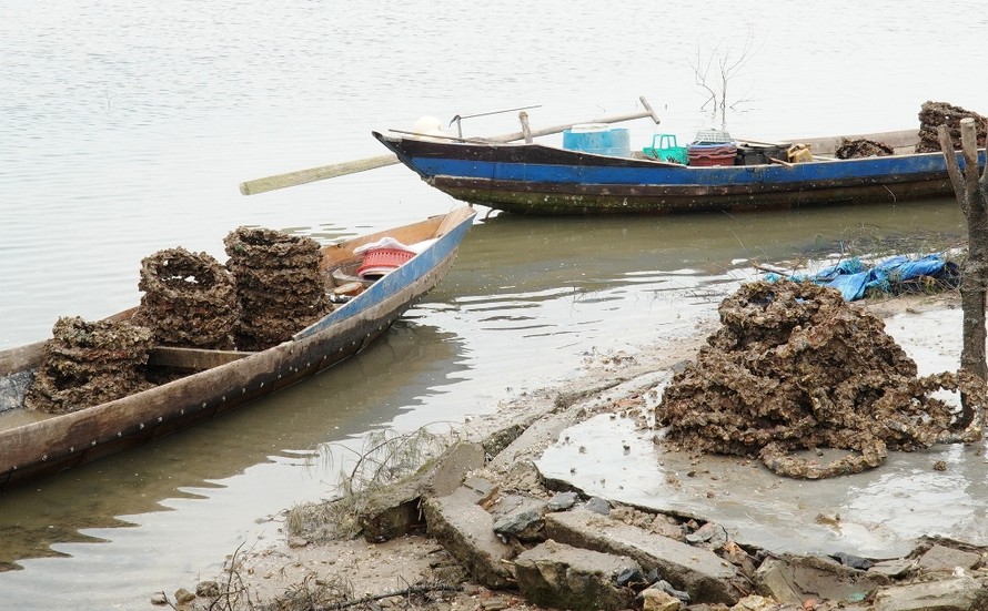 Những vỏ lốp bám đầy con hàu vớt lên từ đầm Lập An trông ghê người.