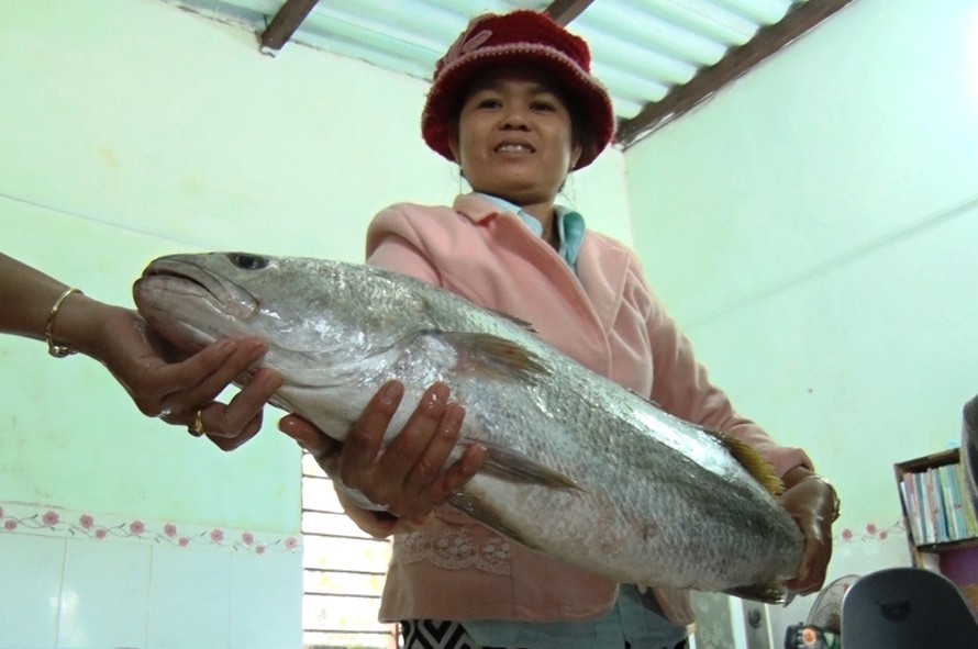 Cá lạ mắc lưới ngư dân Quảng Nam, nghi cá sủ vàng