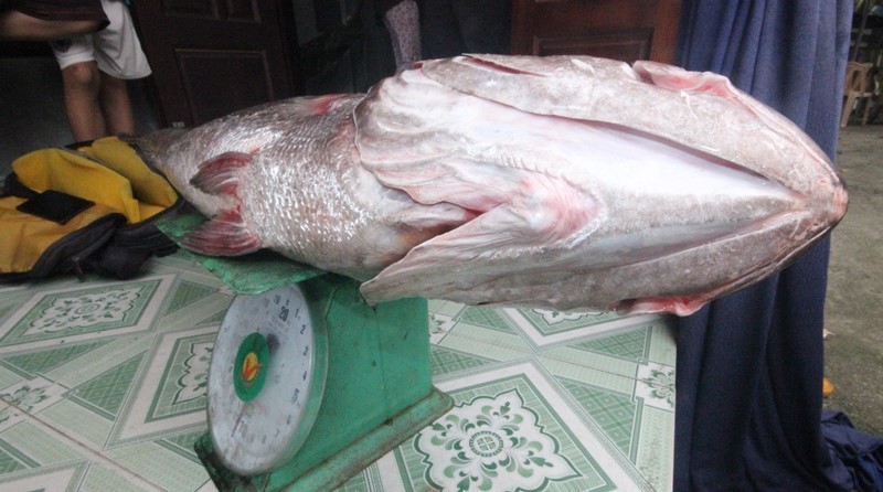 Cá lạ nặng 10kg mắc lưới, nghi cá sủ vàng