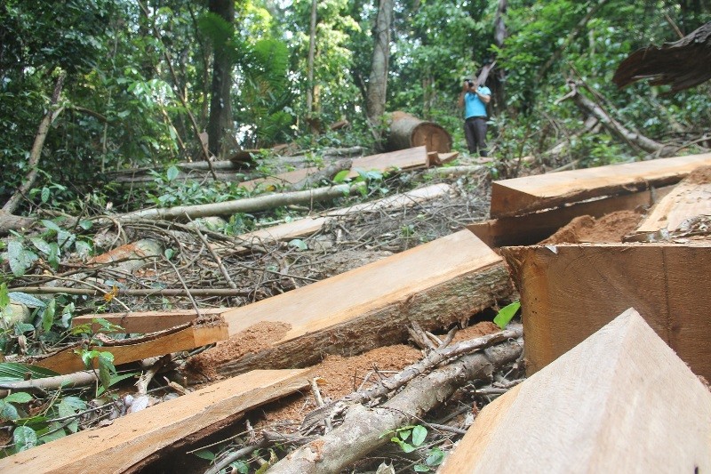 Vụ phá rừng Sông Thanh, kiểm lâm kêu ít người nên quản lý khó