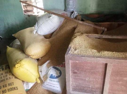 Một gia đình ở Quảng Nam trình báo mất 49 cây vàng giấu trong... đống lúa