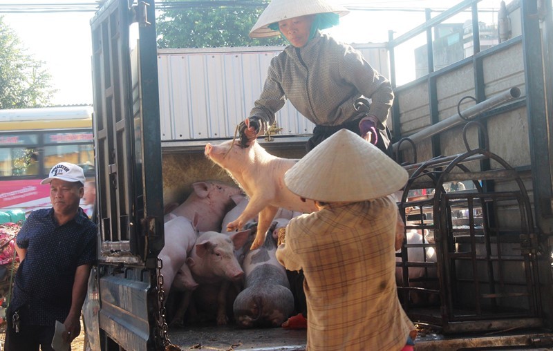 Chốt kiểm dịch nhằm kiểm soát lợn và sản phẩm từ lợn vận chuyển vào địa bàn