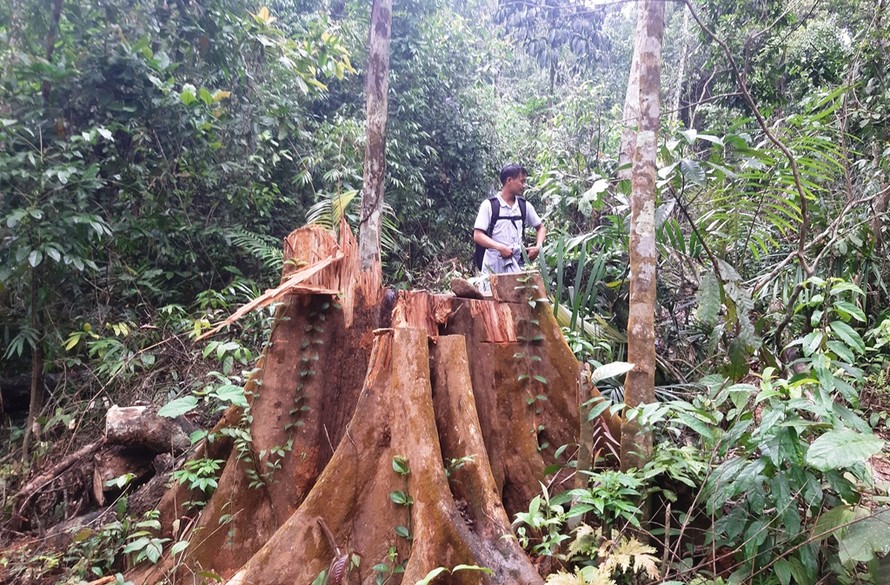 Những gốc cây lớn tại rừng phòng hộ Sông Tranh bị xẻ thịt