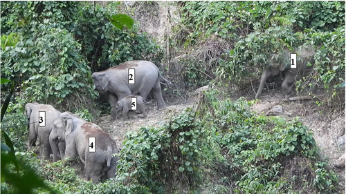 Đàn voi có cả voi con lần đầu tiên ghi nhận tại Quảng Nam