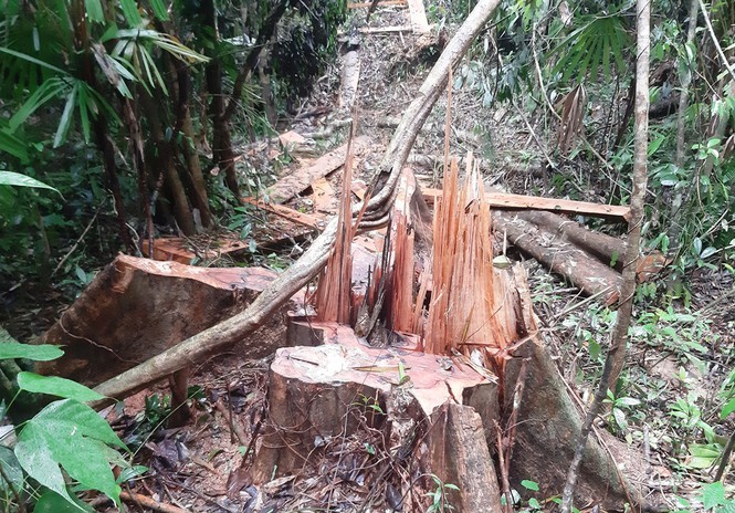 Một vụ phá rừng xảy ra tại huyện Bắc Trà My. Ảnh H. V