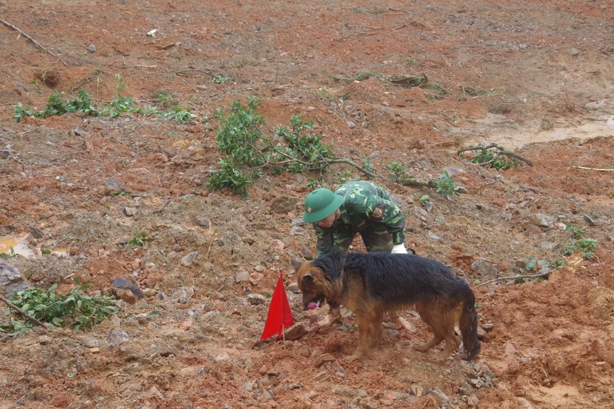 Đưa chó nghiệp vụ vào hiện trường tìm kiếm nạn nhân vụ sạt lở ở Trà Leng. ảnh CTV