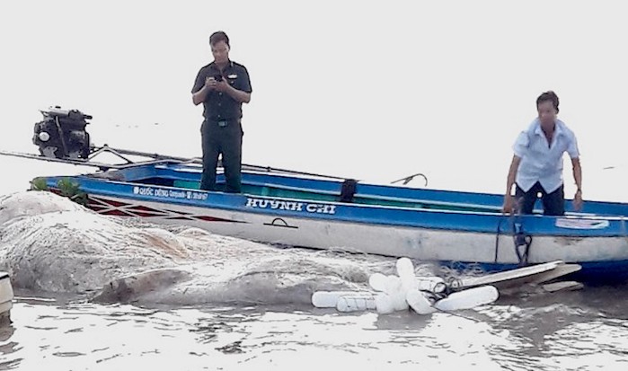 Xác cá voi được đưa vào cửa biển Bồ Đề 