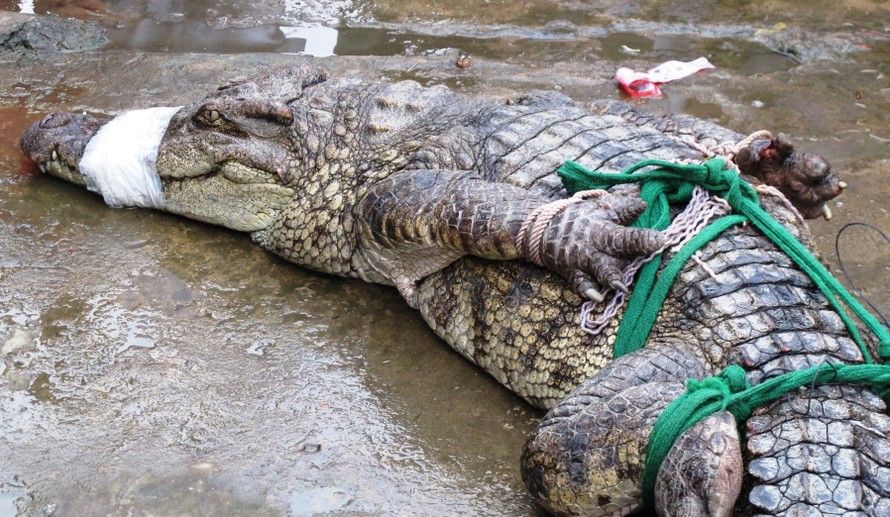 Cá sấu hơn nửa tạ sổng chuồng ở Cà Mau