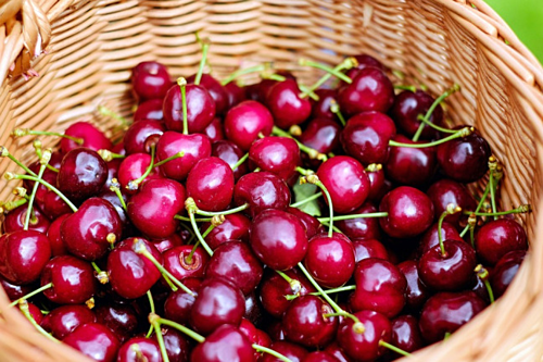 Cherry Australia được ưa chuộng ở Việt Nam.