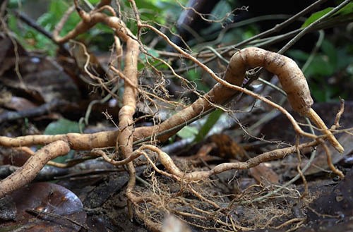 Quảng Nam bảo vệ nghiêm ngặt rừng sâm ba kích tím mới phát hiện