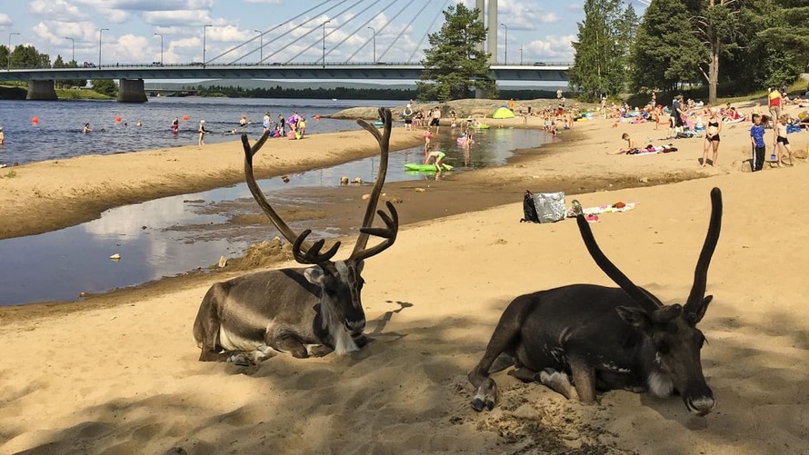 Tuần lộc nằm dài trên bãi biển Phần Lan để tránh nóng. Ảnh: Twitter