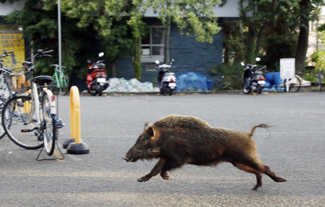 Cảnh sát mất 8 tiếng để vây bắt … một con lợn