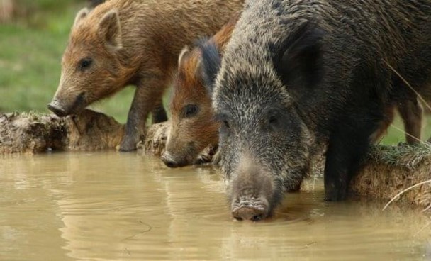 Đảo thiêng của Malaysia bị lợn rừng 'xâm lược' và tàn phá