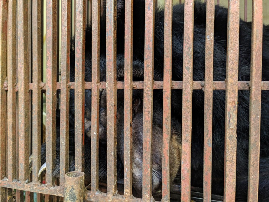 Gấu ngựa Valerie tại chuồng nuôi nhốt trong trường Xiếc Hà Nội.