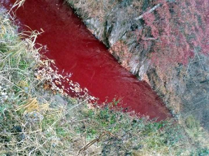 Dòng sông nhuộm đỏ máu của hàng ngàn con lợn bị giết mổ. Ảnh: Yonhap