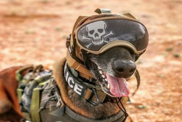 Mũ bảo hiểm mới cực 'ngầu' dành cho chó nghiệp vụ. Ảnh: Defenseworld