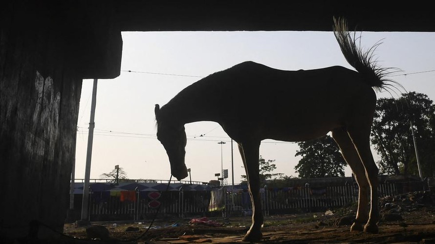 Bất chấp COVID-19, hàng trăm người Ấn Độ đi đám tang… một con ngựa