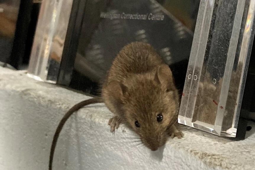 Nhà tù Úc sơ tán khẩn vì bị chuột tấn công