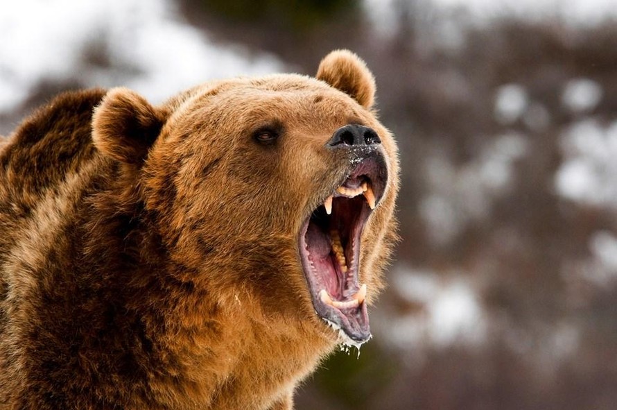 THẾ GIỚI 24H: Triệu phú Nga bắn chết người vì tưởng nhầm là gấu nâu
