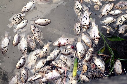 Cá hồ tây chết trắng do nguồn nước ô nhiễm