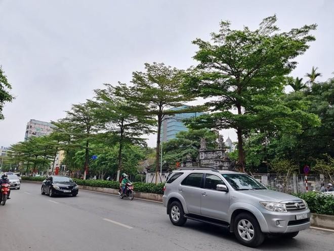 Công ty Công viên Cây xanh Hà Nội vừa thay thế hàng phong lá đỏ bằng bàng lá nhỏ trên phố Nguyễn Chí Thanh vào tháng 4/2021