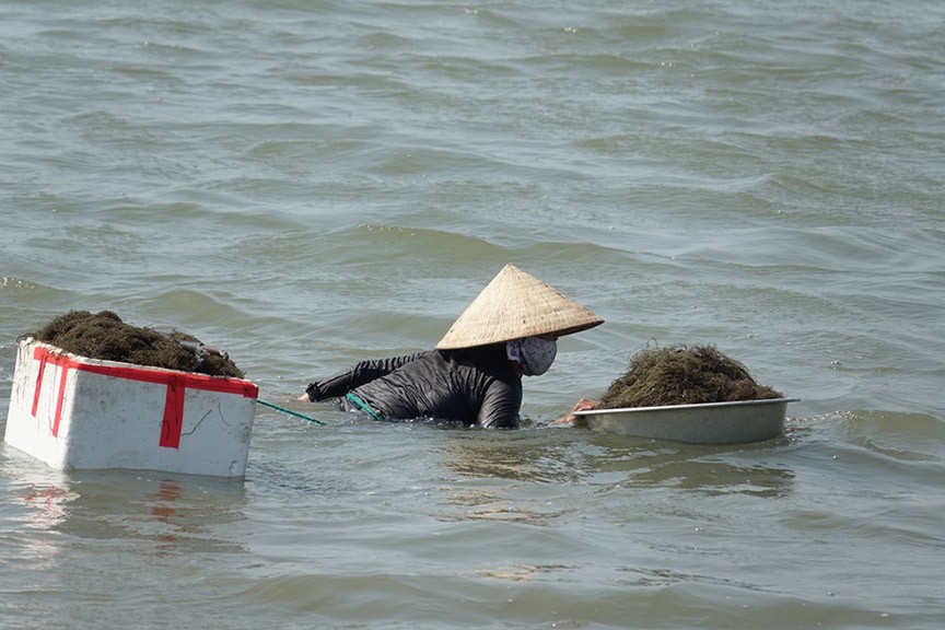 Dầm mình vớt lộc biển - ảnh Nguyễn Ngọc 