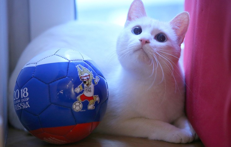 Mèo tiên tri dự đoán Nga thắng trận mở màn World Cup