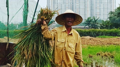 Lão nông Sài Gòn thu hoạch lúa đón Tết giữa những toà nhà cao tầng