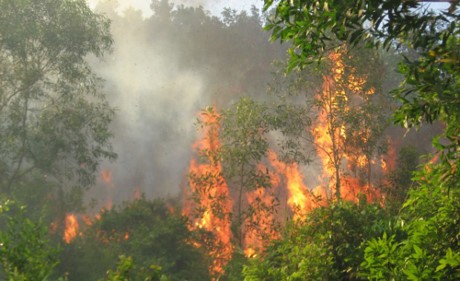 Khống chế kịp thời vụ cháy rừng lớn ở Tam Đảo