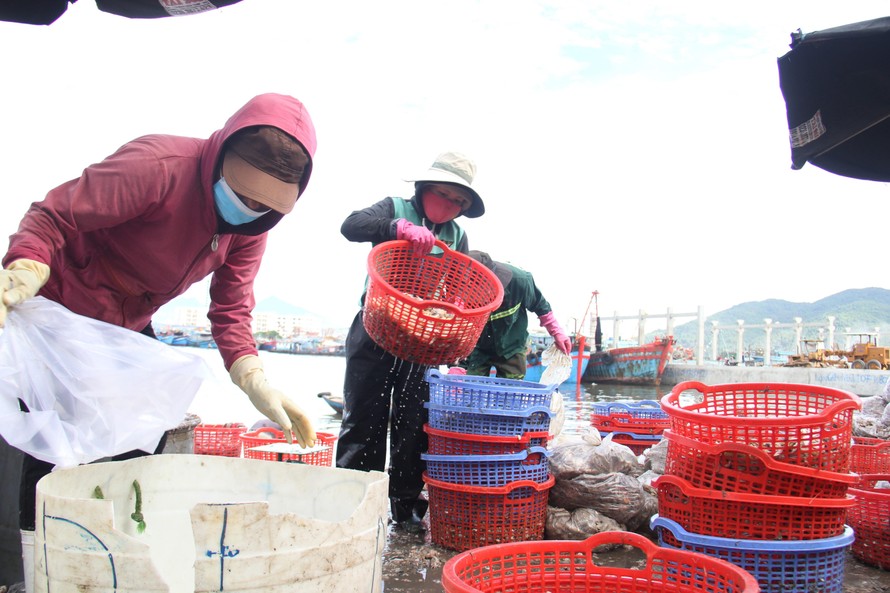 Đà Nẵng thêm 50 trường hợp dương tính, 31 người liên quan tới cảng cá