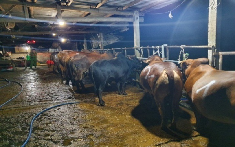 Đề xuất xử lý 2 cơ sở giết mổ bơm nước vào bò để tăng trọng lượng
