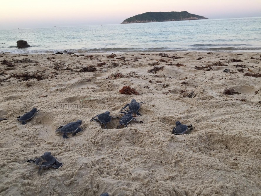 Vượt ngàn cây số đưa rùa về đảo Cù Lao Chàm