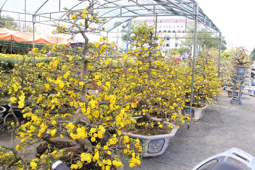 Đà Nẵng: Hoa mai thi nhau 'cười', người bán mếu