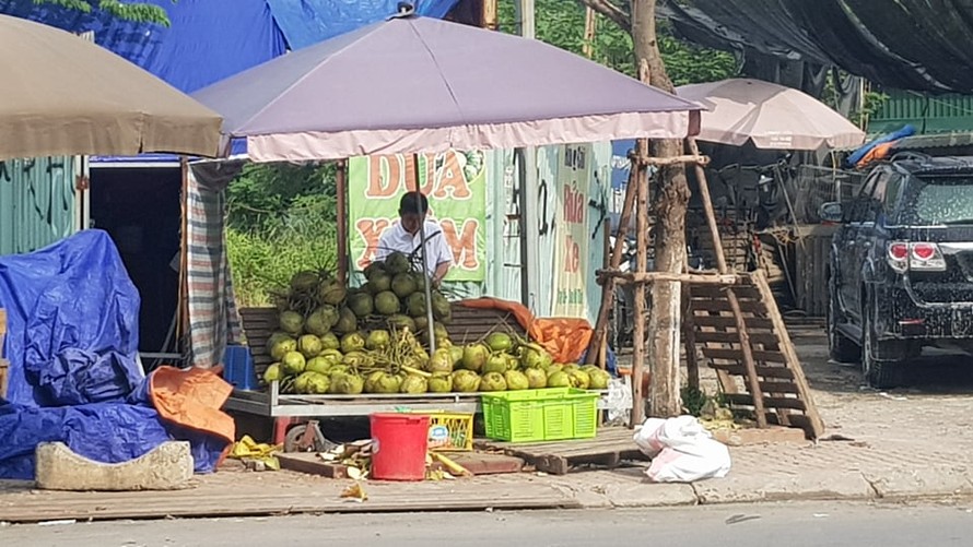 Lán bán dừa xiêm gần chợ Nam Trung Yên (Cầu Giấy) lãi tiền triệu mỗi ngày. Ảnh: N.M