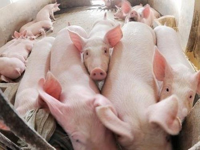 Giá thịt lợn tăng liên tục trong suốt 1 tuần qua
