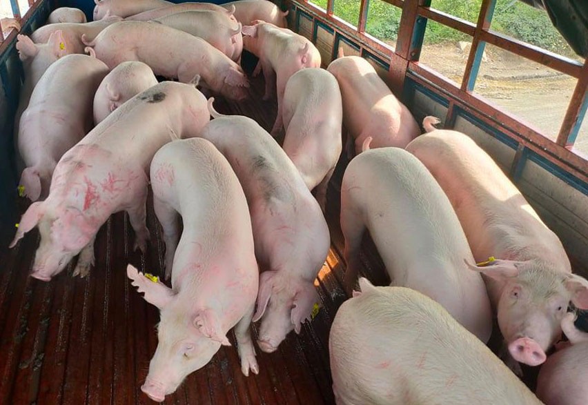 Lợn nhập khẩu nguyên con sẽ về Việt Nam để giảm giá trong nước- Ảnh: Dân việt