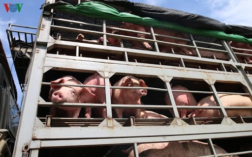 Lợn Thái Lan nhập nguyên con về Việt Nam sẽ được kiểm dịch và cách ly trước khi ra thị trường.